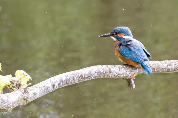 A kingfisher sitting on a branch